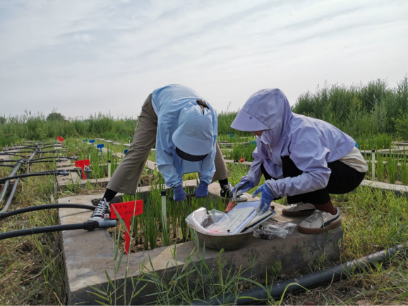 收集池间图样照片