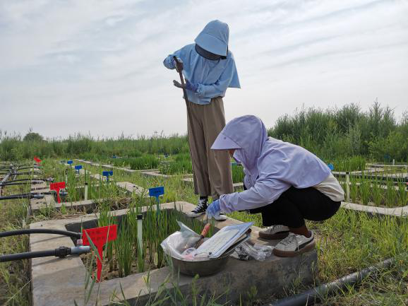 收集池间图样照片