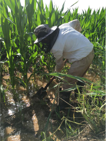 田间灌水整平土壤