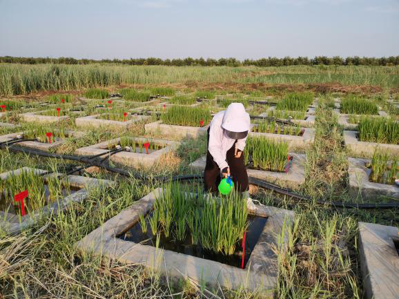 叶面喷施肥料照片